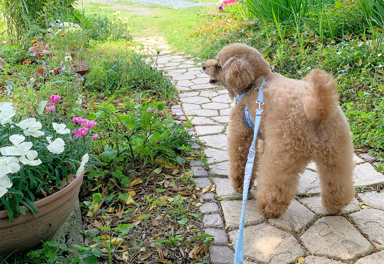ペットライフサポートサロン lovely Tico