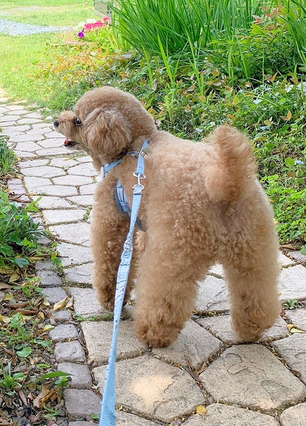 ペットライフサポートサロン lovely Tico